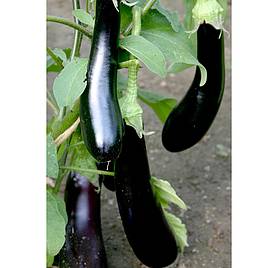 Aubergine Long Purple - Organic Seeds