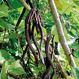 Bean Climbing French Blauhilde (Organic) Seeds