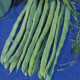 Climbing French Bean Eva - Organic Seeds