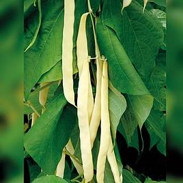 Climbing French Bean Golden Gate - Organic Seeds