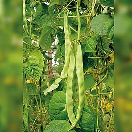 Climbing French Bean Helda - Organic Seeds