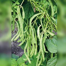 Climbing French Bean Neckar Queen - Organic Seeds
