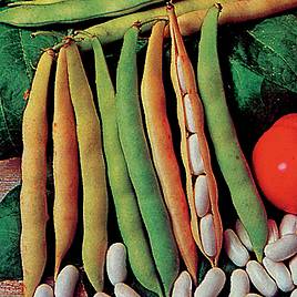 French Bean Cannellino (Organic) Seeds