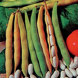 French Bean Cannellino - Organic Seeds