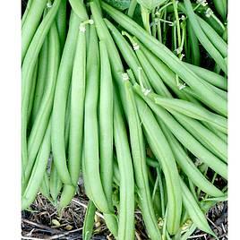 Dwarf French Bean Domino - Organic Seeds