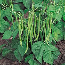 Dwarf French Bean Maxi - Organic Seeds
