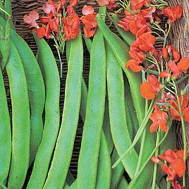 Bean Runner (Organic) Seeds - Lady Di