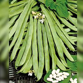 Runner Bean White Emergo - Organic Seeds