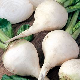 Beetroot Albino White - Organic Seeds