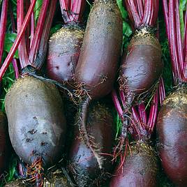 Beetroot Cylindra (Organic) Seeds