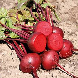Beetroot Egyptian Turnip Rooted - Organic Seeds