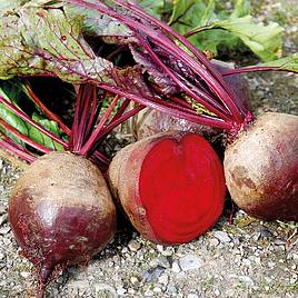 Beetroot Gesche - Organic Seeds