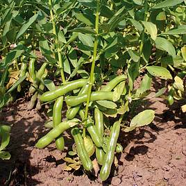 Broad Bean Ratio - Organic Seeds