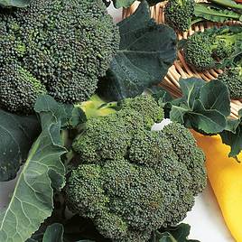 Broccoli Green Sprouting - Organic Seeds
