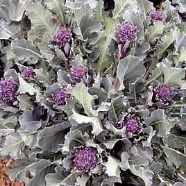 Broccoli Purple Sprouting Santee F1 - Organic Seeds