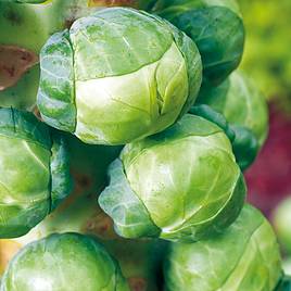 Brussel Sprouts Igor F1 (Organic) Seeds