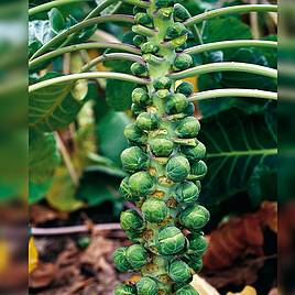 Brussels Sprout Groninger - Organic Seeds