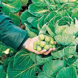Brussels Sprouts Nautic F1 (Organic) Seeds