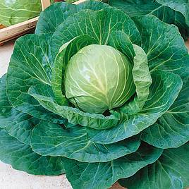 Cabbage Green Express - Organic Seeds