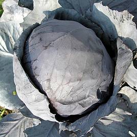 Cabbage Amarant (Langedijker Bewaar 2) - Organic Seeds