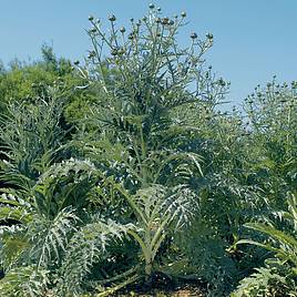 Cardoon - Organic Seeds