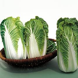 Cabbage Chinese Kaboko F1 (Organic) Seeds