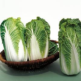 Cabbage Chinese Kaboko F1 - Organic Seeds