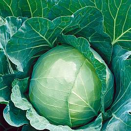 Cabbage Enkhuizen 2 (Organic) Seeds