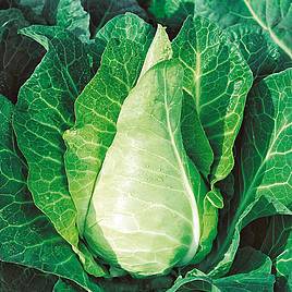 Cabbage Filderkraut - Organic Seeds