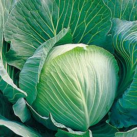 Cabbage Langedijk (Langedijker Bewaar) - Organic Seeds