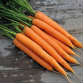 Carrot Amsterdam Forcing - Organic Seeds