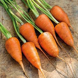 Carrot Chantenay - Organic Seeds