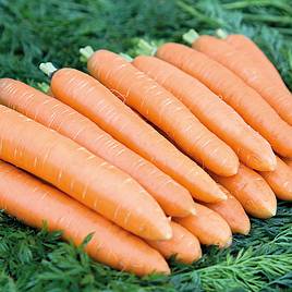 Carrot Dolciva - Organic Seeds