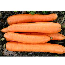 Carrot Flakkee - Organic Seeds