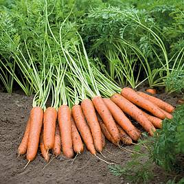 Carrot Napoli F1 (Organic) Seeds