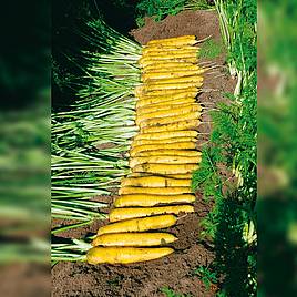 Carrot Yellowstone - Organic Seeds