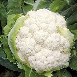 Cauliflower Belot F1 - Organic Seeds