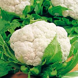 Cauliflower Flora Blanca - Organic Seeds