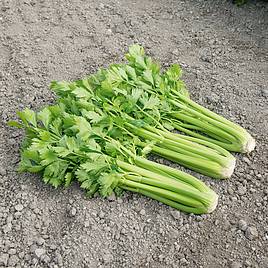 Celery Tango - Organic Seeds