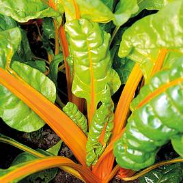 Chard Sunset (Organic) Seeds