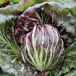 Radicchio Palla Rossa - Organic Seeds