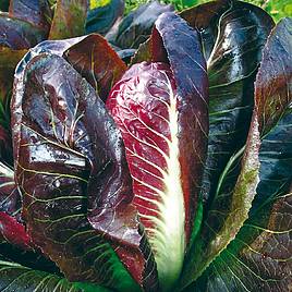 Chicory Rossa Di Treviso - Organic Seeds