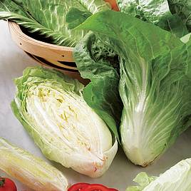 Chicory Sugar Loaf - Organic Seeds