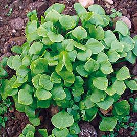 Claytonia - Organic Seeds