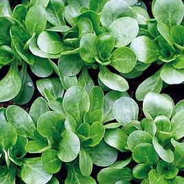 Corn Salad Granon - Organic Seeds