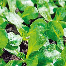 Corn Salad Vit - Organic Seeds