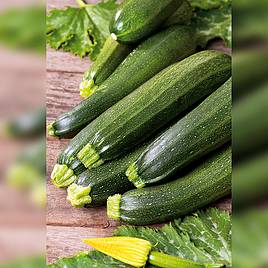 Courgette Alberello Di Sarzana - Organic Seeds