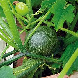 Courgette Rondo Di Nizza - Organic Seeds