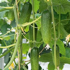 Cucumber Cornichon Adam F1 - Organic Seeds