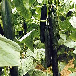 Cucumber Flamingo F1 - Organic Seeds